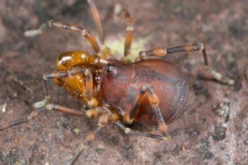Media type: image; Invertebrate Zoology 133374